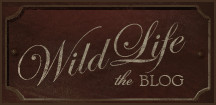 Wild Acoustic